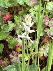 Fumaria capreolata