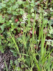 Fumaria capreolata