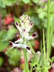 Fumaria capreolata