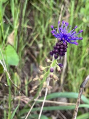 Muscari comosum
