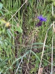Muscari comosum