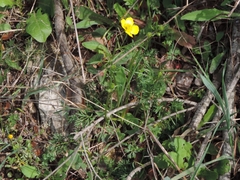 Ranunculus millefoliatus