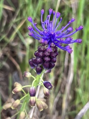 Muscari comosum