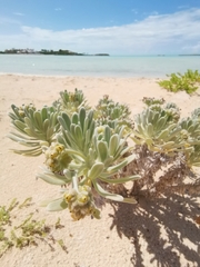 Tournefortia gnaphalodes