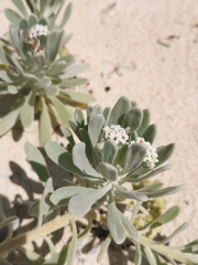 Tournefortia gnaphalodes