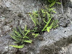 Asplenium trichomanes