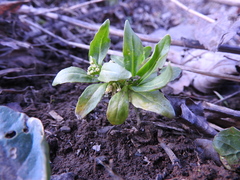 Thlaspi arvense