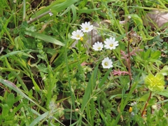 Cerastium ligusticum