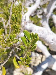 Jacquinia keyensis