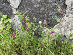 Vicia sativa