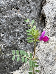 Vicia sativa