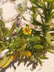 Borrichia arborescens