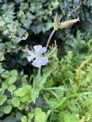 Silene