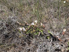 Calystegia macrostegia macrostegia