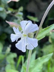 Silene