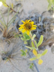 Borrichia arborescens