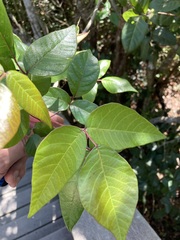 Toxicodendron radicans image
