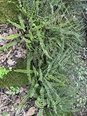 Asplenium trichomanes