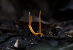 Sulzbacheromyces caatingae