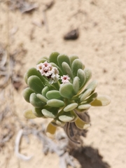 Tournefortia gnaphalodes