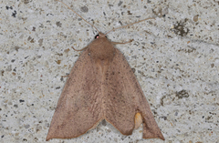 Mnesampela heliochrysa