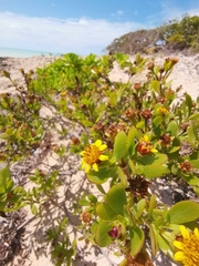 Borrichia arborescens