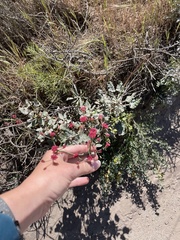 Eriogonum grande rubescens