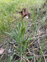 Anacamptis papilionacea