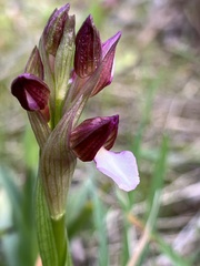 Anacamptis papilionacea