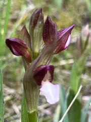 Anacamptis papilionacea