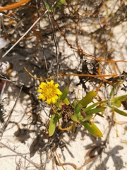 Borrichia arborescens