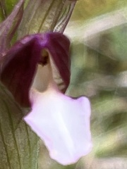 Anacamptis papilionacea