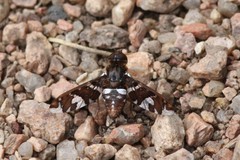 Exoprosopa caliptera