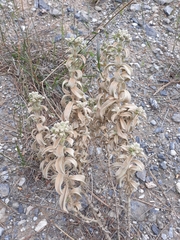 Mercurialis tomentosa