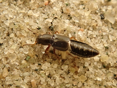 Bledius subterraneus
