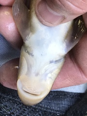 Pantosteus clarkii