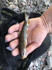 Pantosteus clarkii
