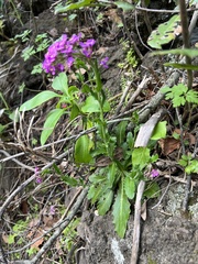 Arabis
