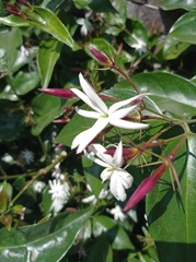 Jasminum polyanthum