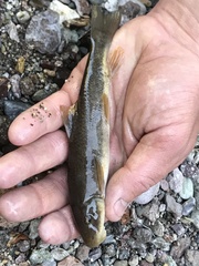 Pantosteus clarkii