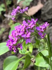 Arabis