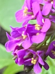 Arabis