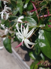 Jasminum polyanthum