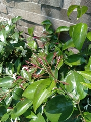 Jasminum polyanthum