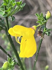 Cytisus scoparius