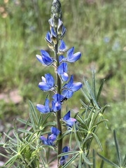 Lupinus angustifolius