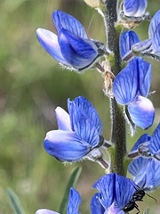 Lupinus angustifolius