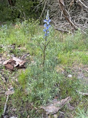 Lupinus angustifolius
