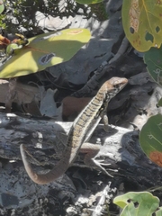 Leiocephalus psammodromus