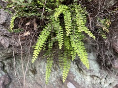 Asplenium trichomanes